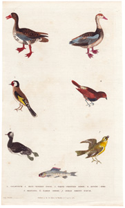 1. Goldfinch  2. Blue-winged Goose  3. White-fronted Goose  4. Gowry Bird  5. Grayling  6. Eared Grebe  7. Indian Green Finch 